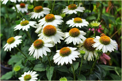 Jeżówka purpurowa Pow Wow White Echinacea purpurea