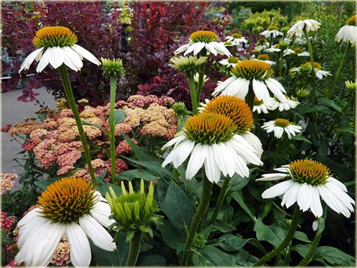Jeżówka purpurowa Pow Wow White Echinacea purpurea
