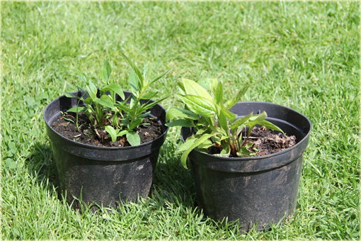 Jeżówka purpurowa Pow Wow White Echinacea purpurea