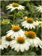 Jeżówka purpurowa Pow Wow White Echinacea purpurea