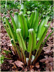 Języcznik Phyllitis scolopendrium