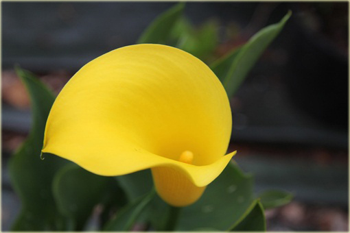 Kalia ogrodowa żółta, kalla Cantedeskia Zantedeschia aethiopica 