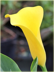 Kalia ogrodowa żółta, kalla Cantedeskia Zantedeschia aethiopica 