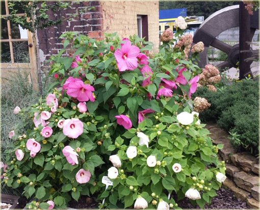 Ketmia bagiennaibiscus moscheutos