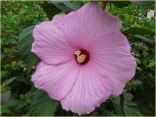 Ketmia bagiennaibiscus moscheutos