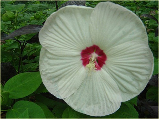 Ketmia bagiennaibiscus moscheutos