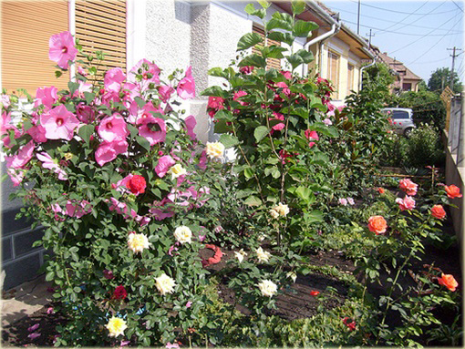 Ketmia bagiennaibiscus moscheutos