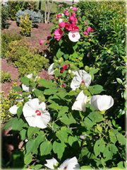 Ketmia bagiennaibiscus moscheutos