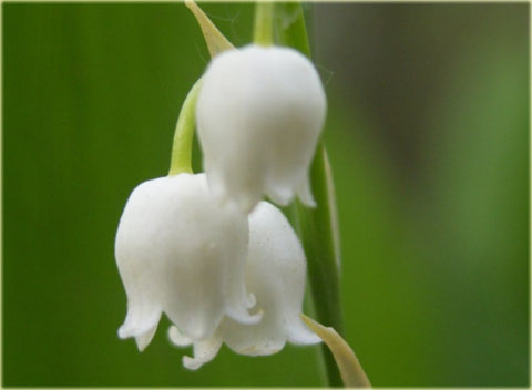Konwalia majowa biała Convallaria majalis white