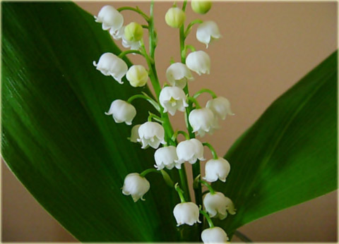 Konwalia majowa biała Convallaria majalis white