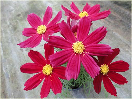 Kosmos Casanova czerwony Cosmos bipinnatus Casanova Red