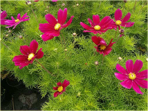 Kosmos Casanova czerwony Cosmos bipinnatus Casanova Red