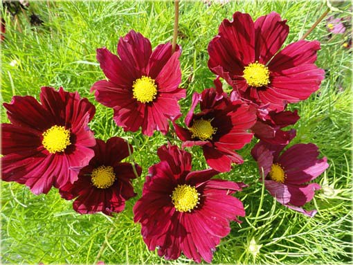 Kosmos Casanova czerwony Cosmos bipinnatus Casanova Red