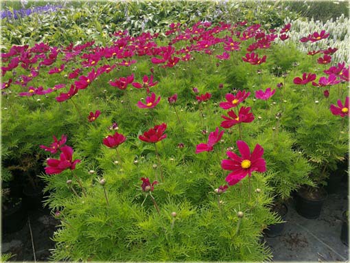 Kosmos Casanova czerwony Cosmos bipinnatus Casanova Red