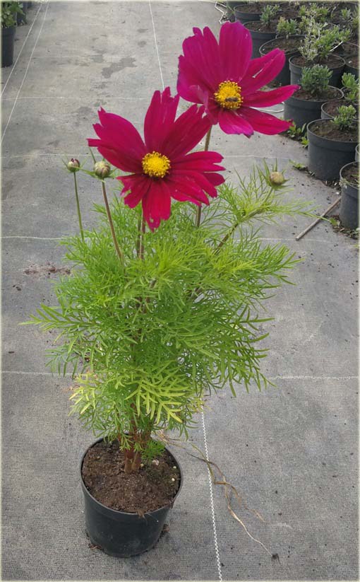 Kosmos Casanova czerwony Cosmos bipinnatus Casanova Red