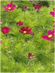 Kosmos Casanova czerwony Cosmos bipinnatus Casanova Red 