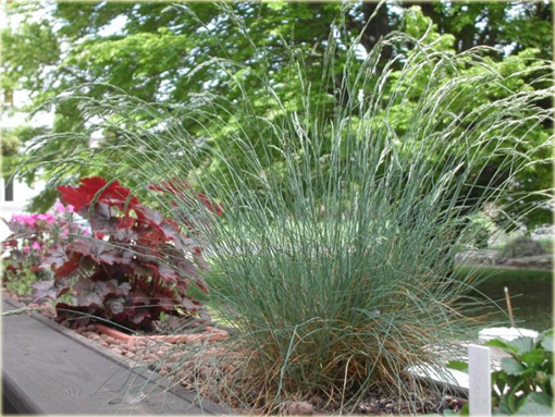 Kostrzewa ametystowa Festuca amethystina