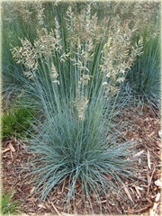 Kostrzewa ametystowa Festuca amethystina