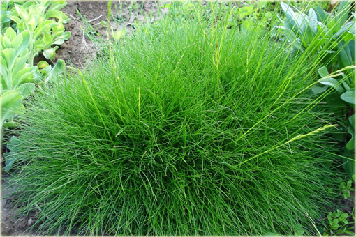 Kostrzewa niedźwiedzie futro Festuca scoparia