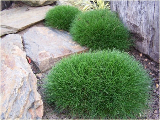 Kostrzewa niedźwiedzie futro Festuca scoparia