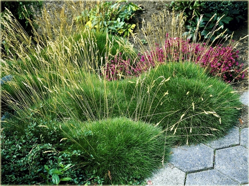 Kostrzewa niedźwiedzie futro Festuca scoparia