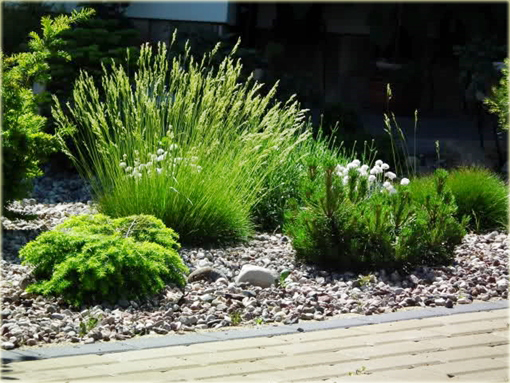 Kostrzewa niedźwiedzie futro Festuca scoparia