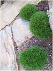 Kostrzewa niedźwiedzie futro Festuca scoparia