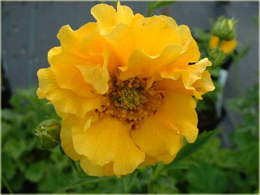 Kuklik żółty Geum