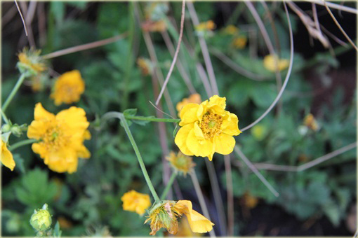 Kuklik żółty Geum