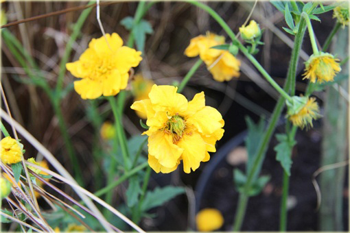 Kuklik żółty Geum