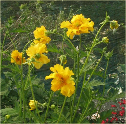 Kuklik żółty Geum