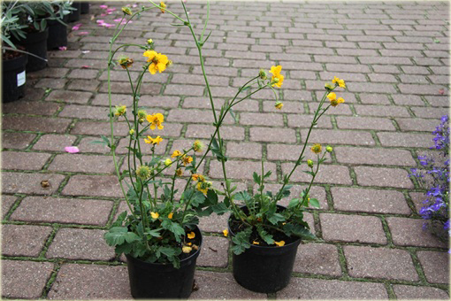 Kuklik żółty Geum