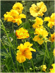 Kuklik żółty Geum