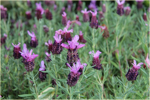 Lawenda francuska Lavandula stoechas