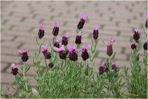 Lawenda francuska Lavandula stoechas