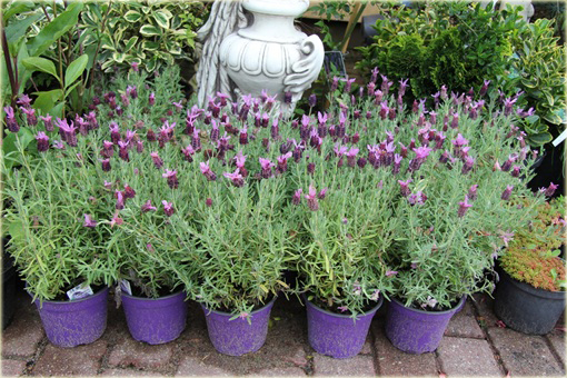 Lawenda francuska Lavandula stoechas
