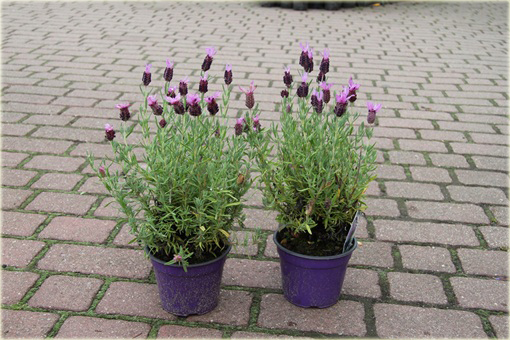 Lawenda francuska Lavandula stoechas