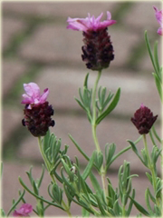 Lawenda Ellagance Goliath Lavandula stoechas 