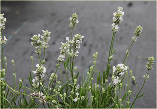 Lawenda biała wąskolistna Arctic Snow Lavandula angustifolia