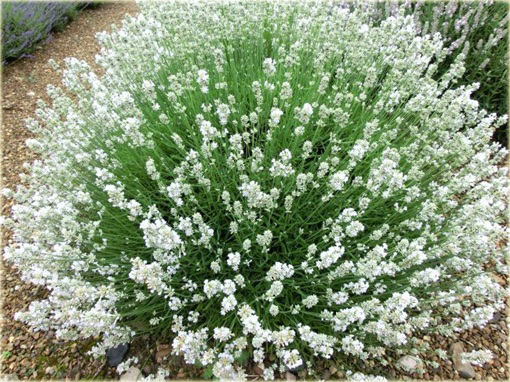 Lawenda biała wąskolistna Arctic Snow Lavandula angustifolia