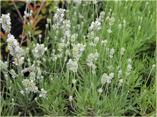 Lawenda biała wąskolistna Arctic Snow Lavandula angustifolia