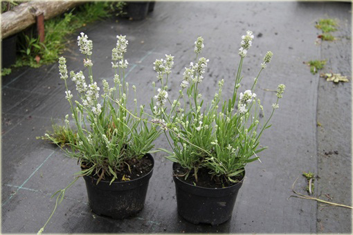 Lawenda biała wąskolistna Arctic Snow Lavandula angustifolia