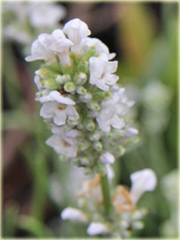 Lawenda Ellagance Goliath Lavandula angustifolia