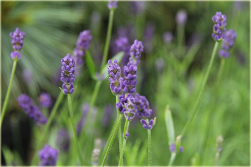 Lawenda wąskolistna Blue River Lavandula angustifolia
