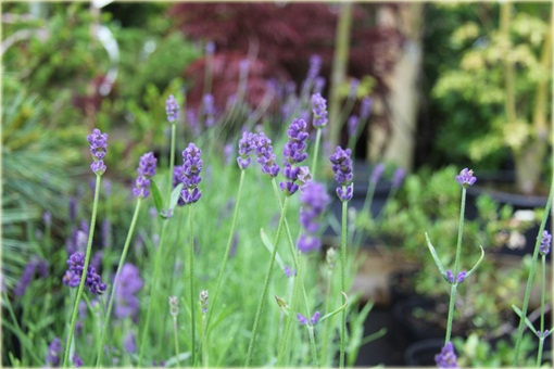 Lawenda wąskolistna Blue River Lavandula angustifolia