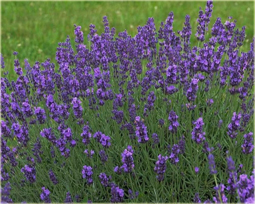 Lawenda wąskolistna Blue River Lavandula angustifolia