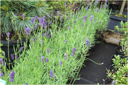 Lawenda wąskolistna Blue River Lavandula angustifolia