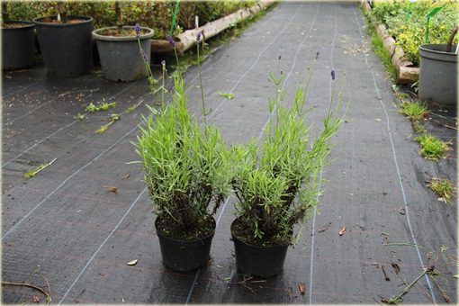 Lawenda wąskolistna Blue River Lavandula angustifolia