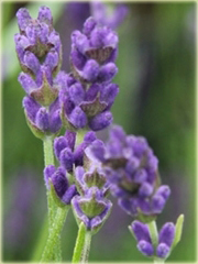 Lawenda Ellagance Goliath Lavandula angustifolia