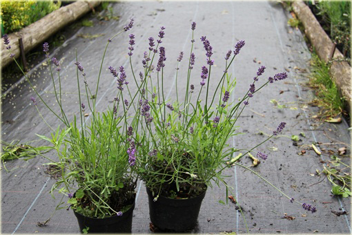 Lawenda wąskolistna Essence Purple Lavandula angustifolia